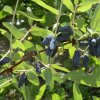 Lonicera caerulea. сорт фиалка